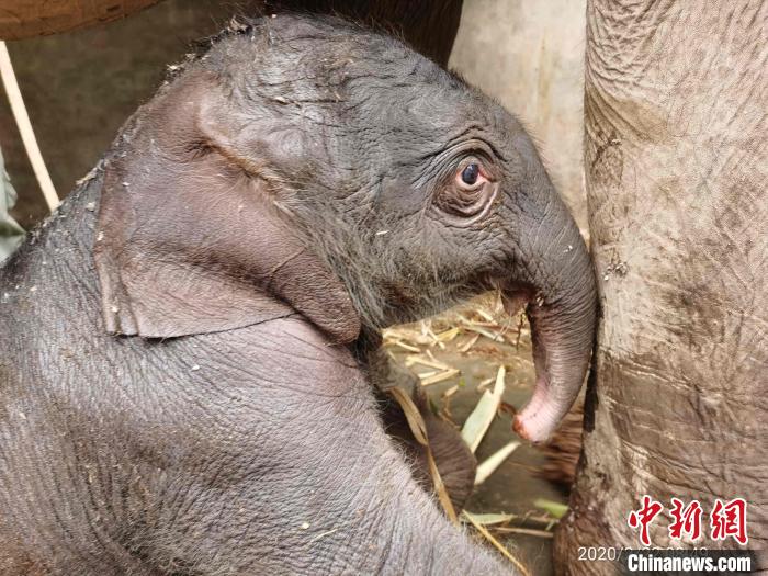 图为新生小象“九妹”。中国亚洲象种源繁育及救助中心供图