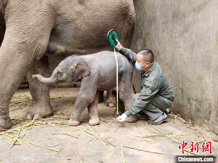 图为工作人员在为新生小象“九妹”测量身高。中国亚洲象种源繁育及救助中心供图