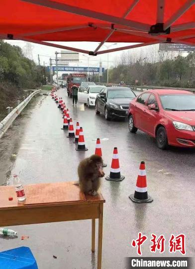 图为桐乡警方救下的猕猴。浙江警方 供图