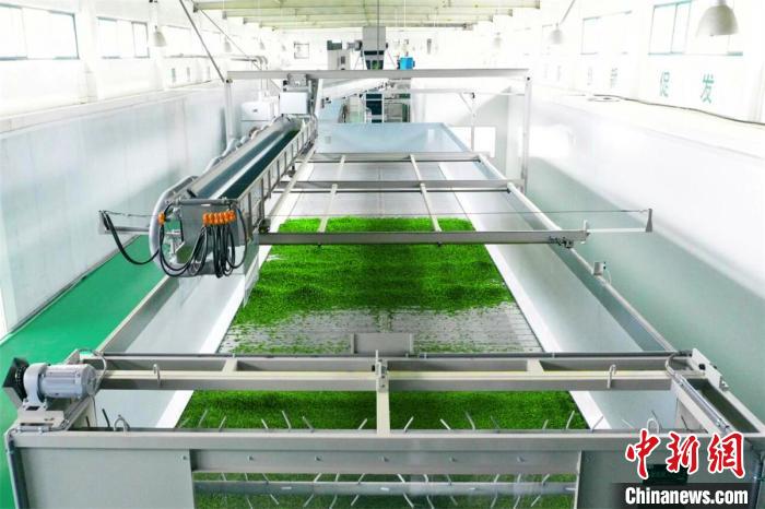 茶叶加工“无人工厂”的鲜叶水洗生产线 张国荣 摄