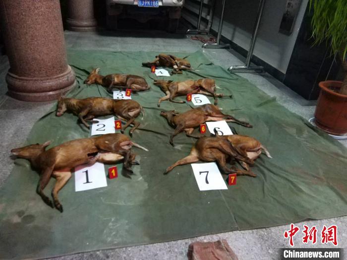 图为警方查获遭非法运输贩卖的野生动物死体(资料图)。云南森林公安供图