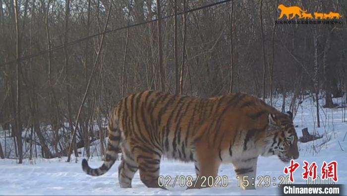2月8日，同一视频中，两只东北虎一前一后走过。一只雌性东北虎走在前面。吉林省林业和草原局供图