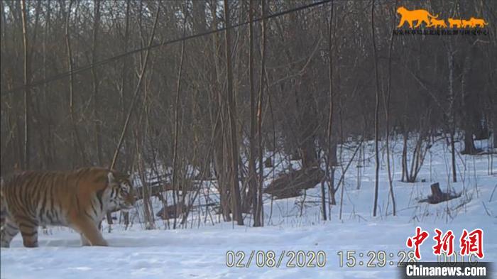 2月8日，同一视频中，两只东北虎一前一后走过。雄虎尾随雌虎而来。吉林省林业和草原局供图