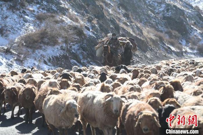 牧民带着全部家当赶着羊群转场。　高迪 摄