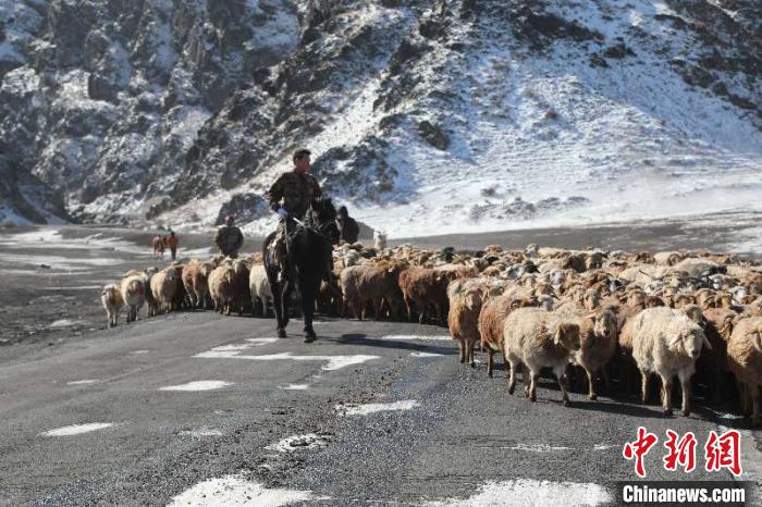 牧民和羊群穿过公路。　高迪 摄