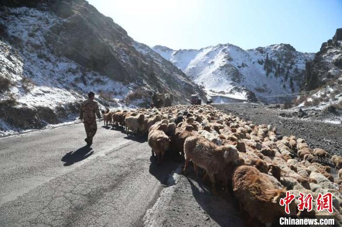 一〇四团牧一场职工在转场途中帮助牧民赶牲畜。　高迪 摄