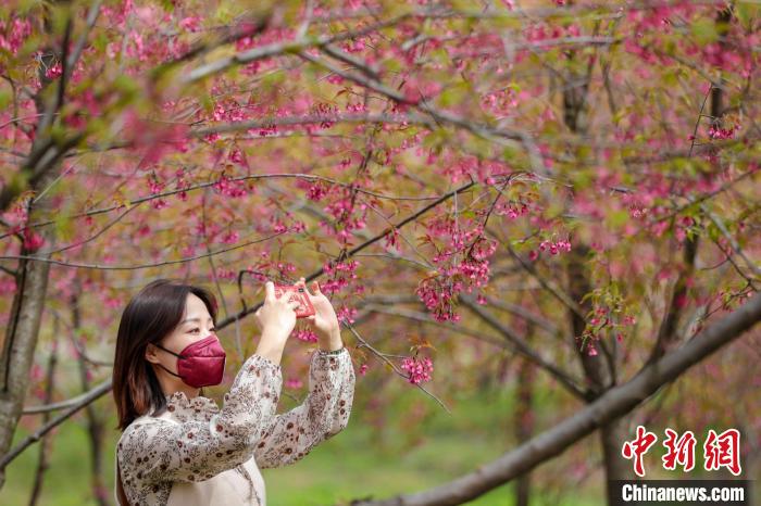 一位带口罩的市民在樱花园中用手机记录美景。　高博 摄