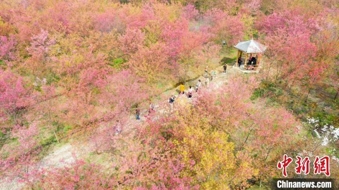 航拍安徽省长丰县义井乡樱花园，30多万株樱花次第开放，游客在樱花园中赏景。　高博 摄