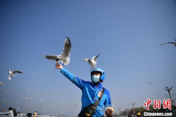 图为外卖小哥投喂海鸥。刘冉阳 摄